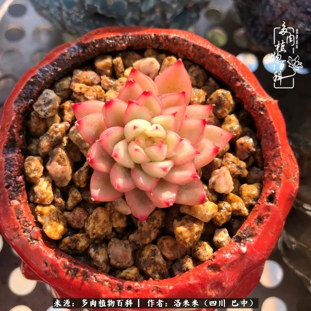 时间是多肉最好的滤镜！附个人养护经验！