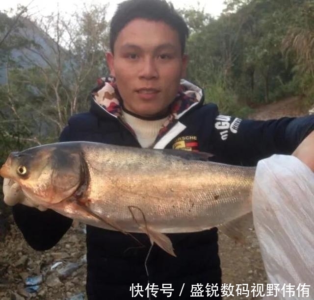 夏季如何垂钓白鲢鱼?掌握这几个要素,让你鱼获满满