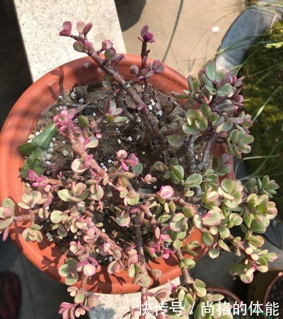 老桩|雅乐之舞剪剪枝,主干放放粗,一个夏天变老桩,养成高价小盆景!