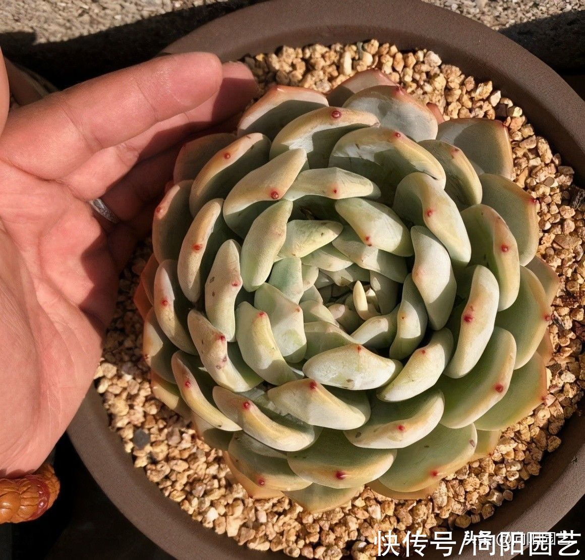 橙梦露养成大包子，很简单，换成全颗粒，少浇水，很快变包子