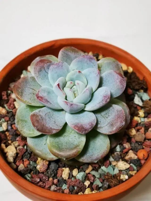 养成一个爱好的重要性和一个养肉人的日常!