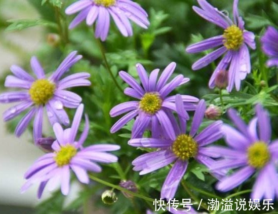花型|家养这5款花卉,花大色艳胜牡丹,全年循环开花,轻松打造小花园