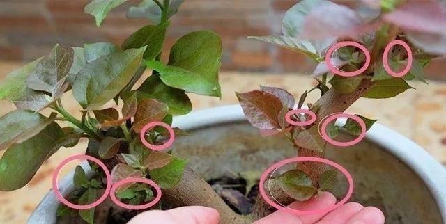 茉莉土加“一料”,不黄叶不徒长,易生根长得旺,养成繁花老桩!