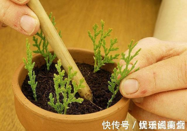 花卉|这三棵树''太贵'',偷偷折一根''枝''就能活,别再花冤枉钱。