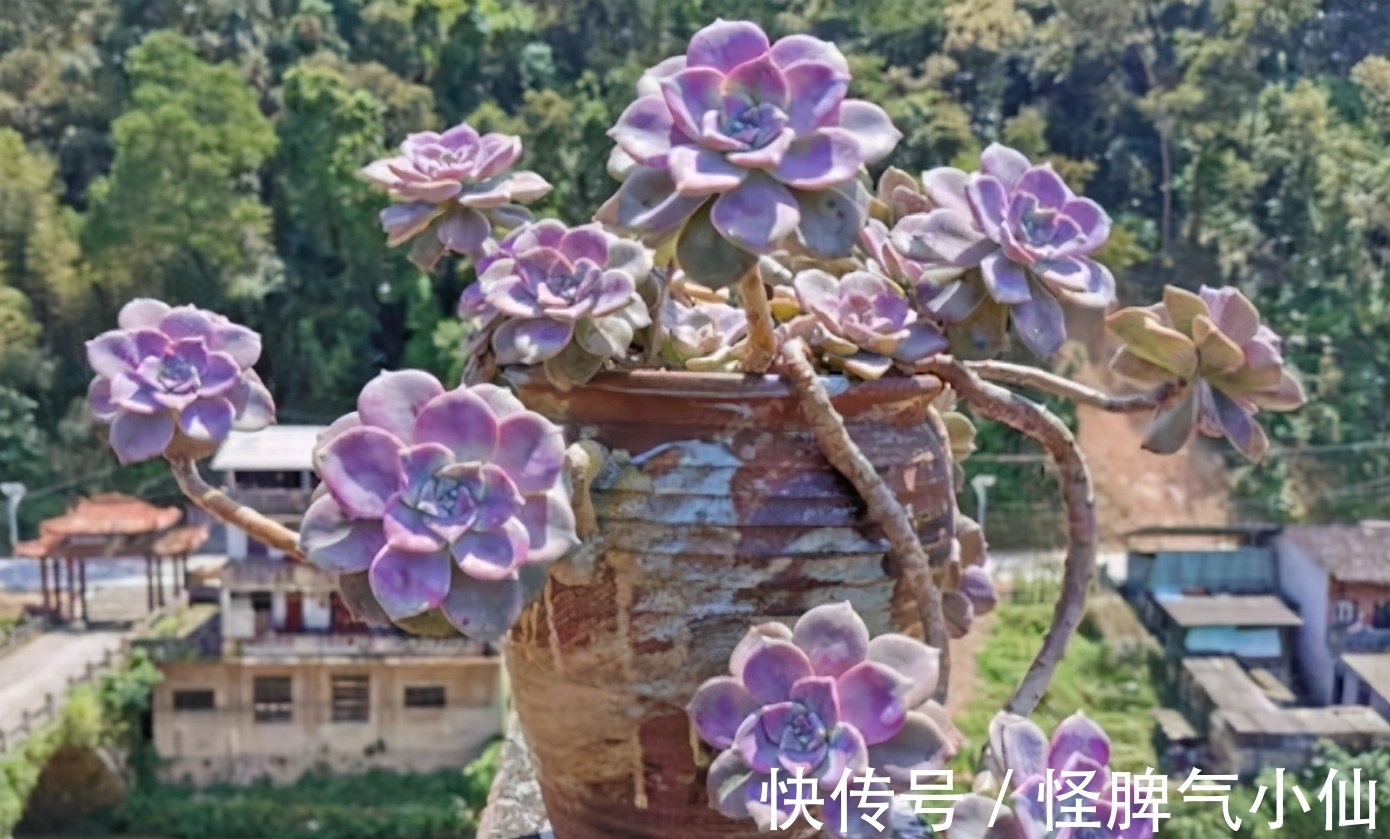 想养多肉不会养？5种多肉好养，给它时间，它会“惊艳”到你