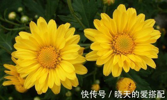 美人蕉|8月12日-8月28日，庭院选这几款花，服盆快长势旺，简单易爆盆