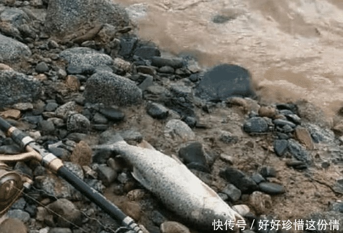 黄河出现“入侵物种” 渔民捕获大量斑点怪鱼, 钓友 这是三文鱼!