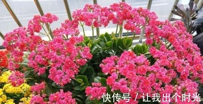 4种花懒人,随意丢盆里就能活,开花超美的