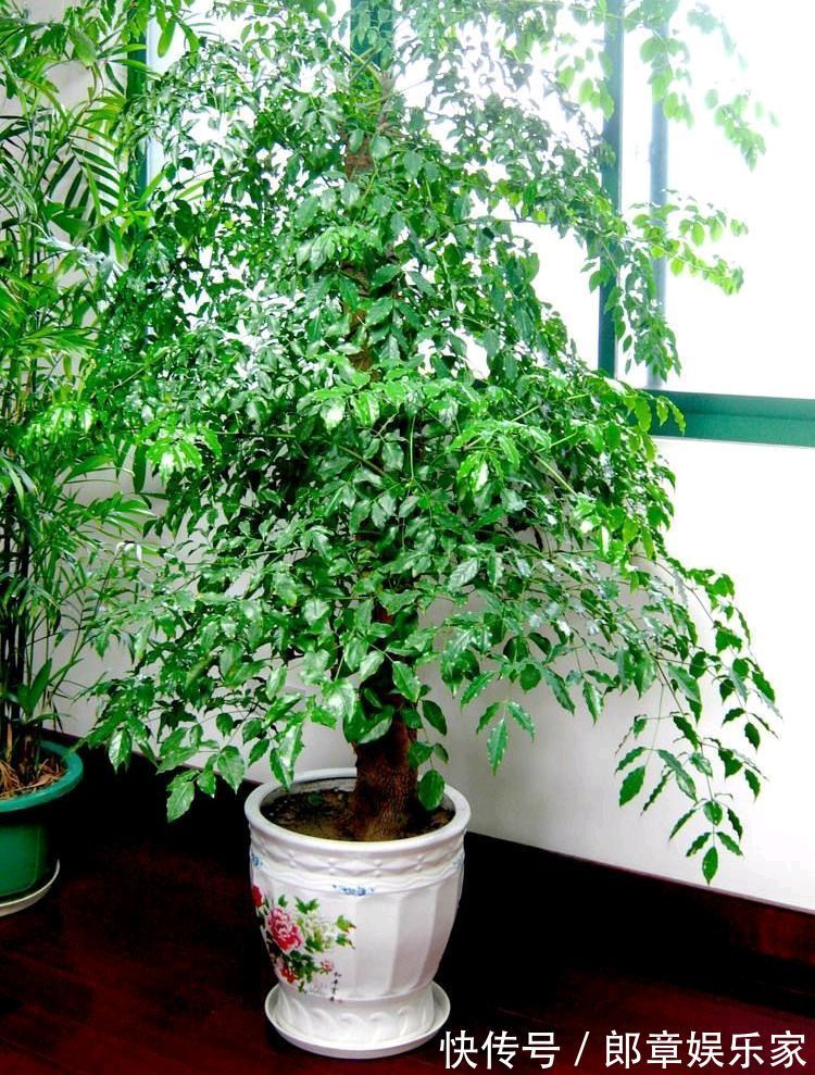 天堂鸟|4种“吉利花”,养在客厅最合适,漂亮大气,吉利又顺当