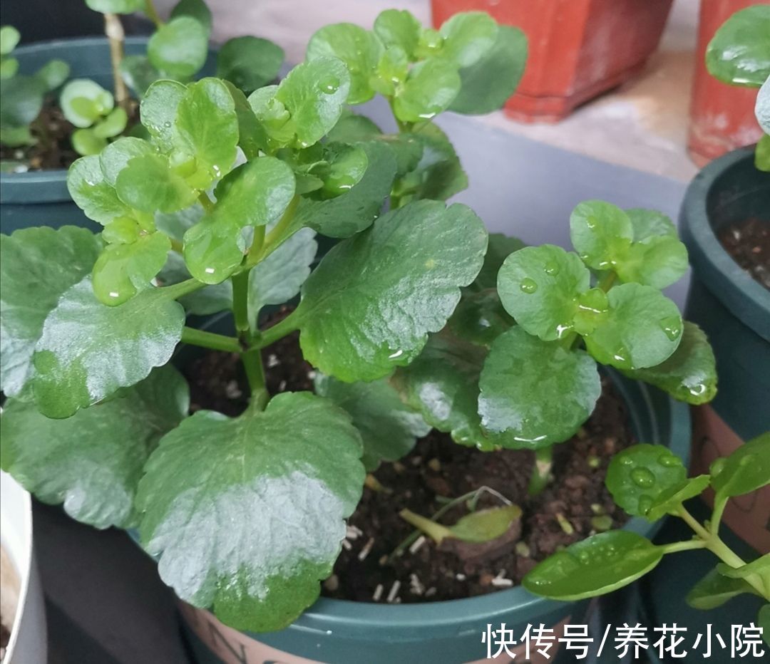 花芽|马上到10月，3种花该给它补肥，好让它分化花芽，多长花苞