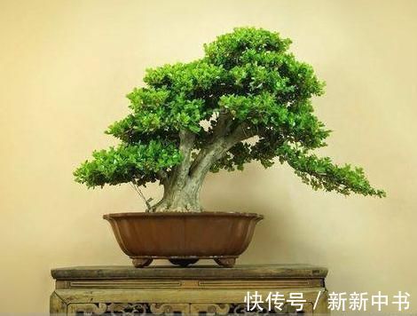 民间地区|民间宅院里,为何很多人钟情于盆景?原因藏在古话里