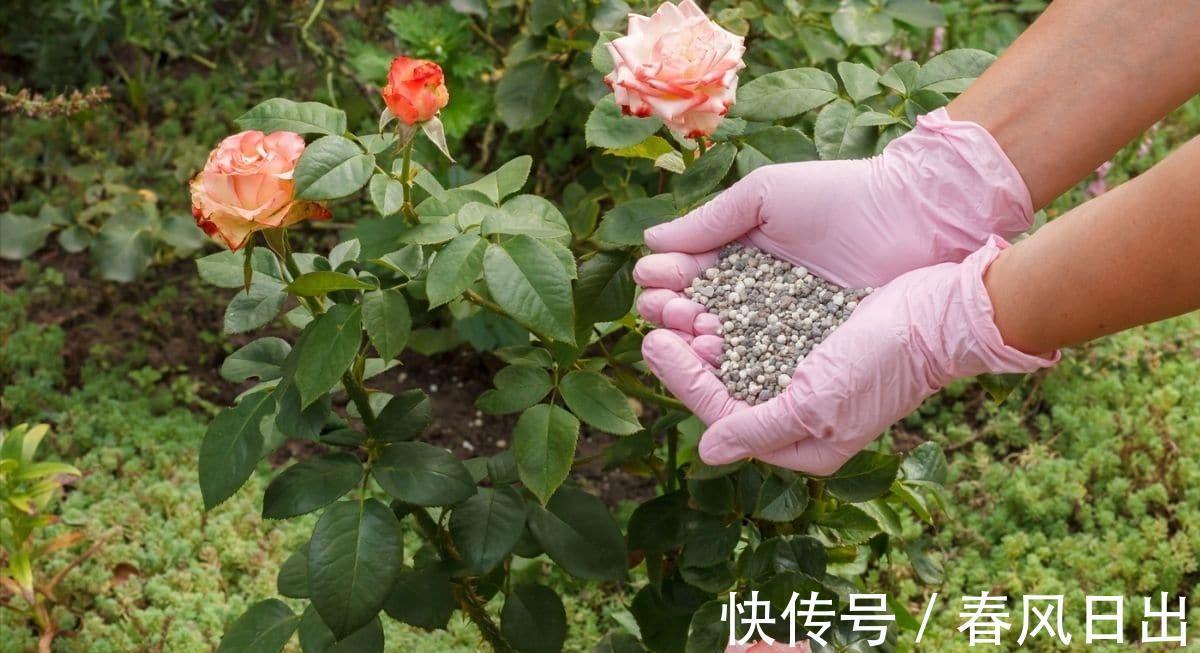 秋天|八月养月季,两个月后花量翻倍