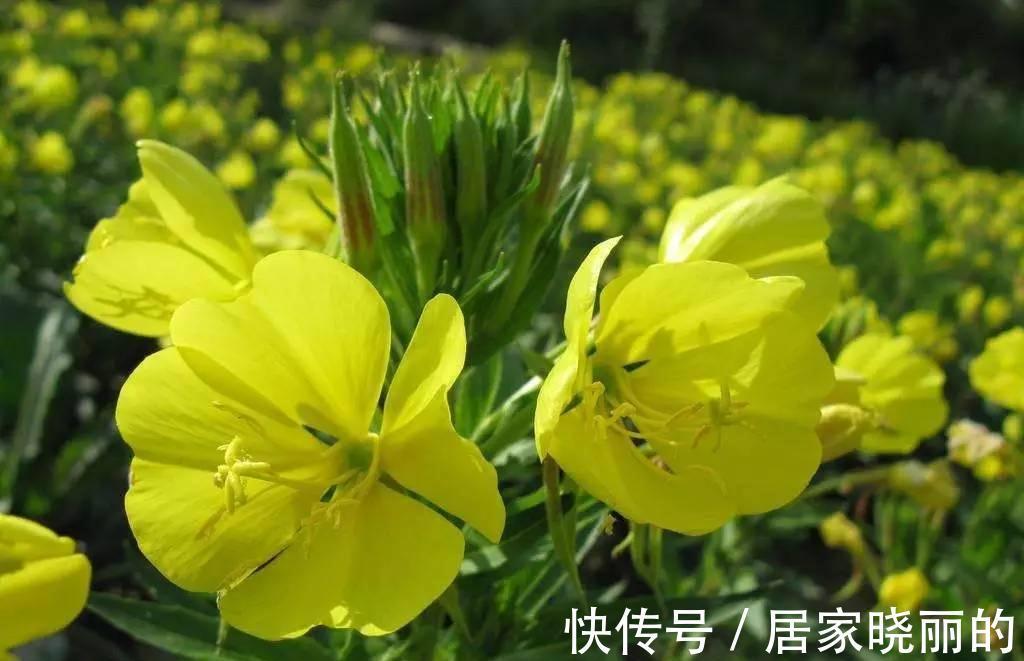 养花|养花试试这几款,深夜或者清晨,披星戴月般盛开,有淡淡的清香