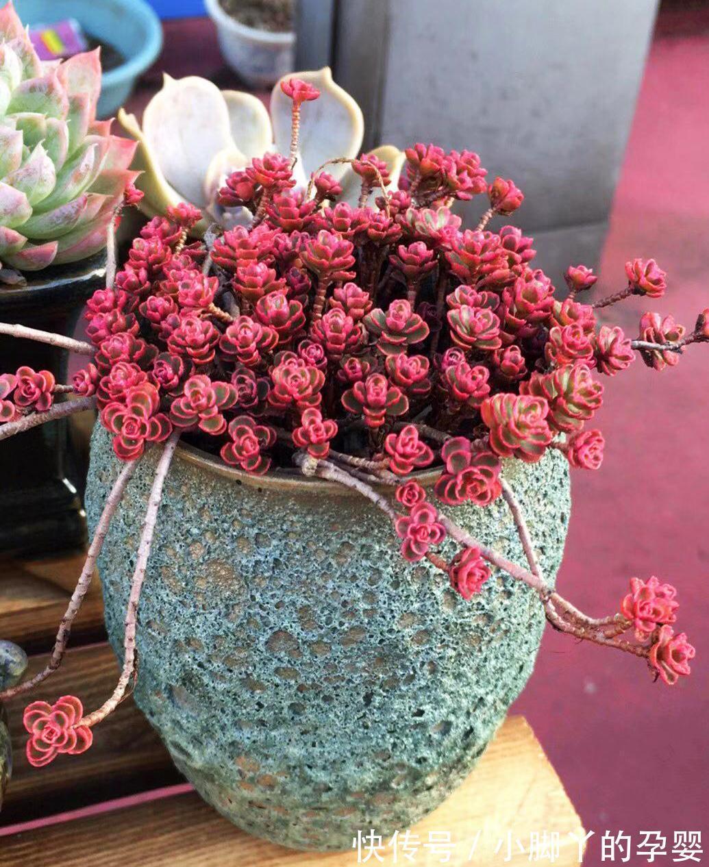 分享容易养成“老桩”的4种普货，初冬的肉肉又美又有韵味，爱了