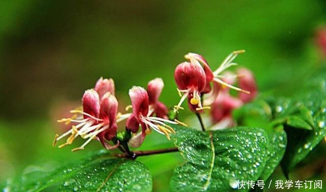 这“三种花”遇水疯长,一天不补水,丑到没朋友,大户人家最爱养!