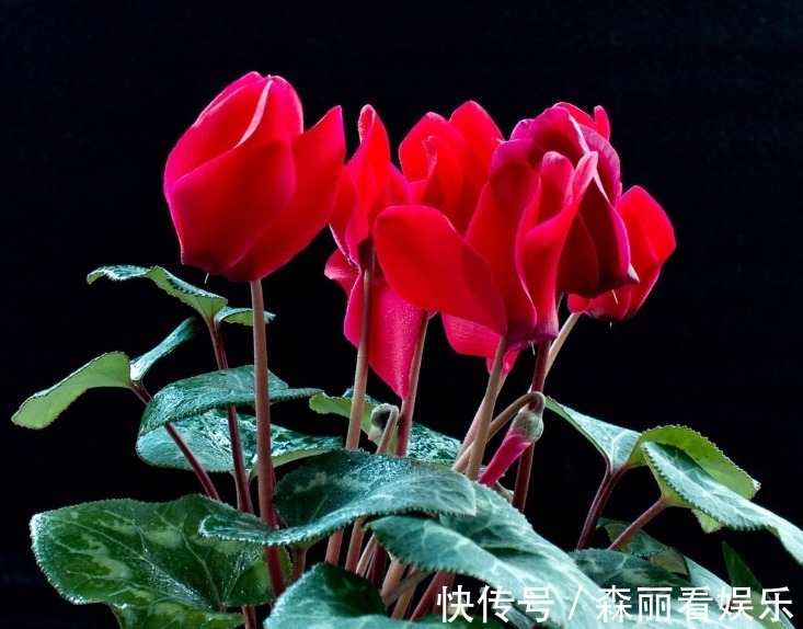 李探花|2款适合新手种植的花,一养就爆盆,花大色艳,四季都开花,超美