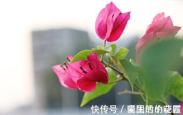 施肥|能把三角梅养爆的人,都很大方,从不“吝啬”这3样东西