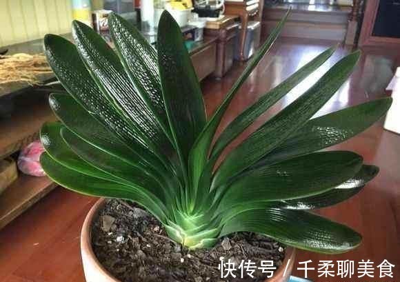 君子兰|君子兰的叶子长歪了,现在矫正还来得及