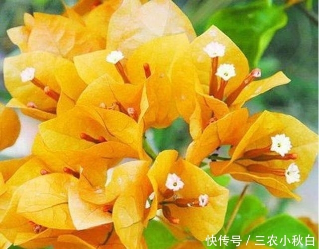 三角梅养了两年不开花了, 是怎么回事