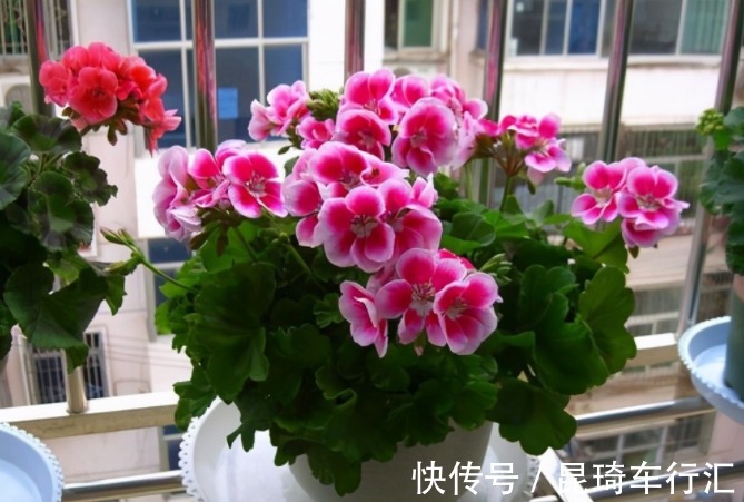 枝条|阳台养天竺葵有技巧,掌握住3点,盆栽事半功倍