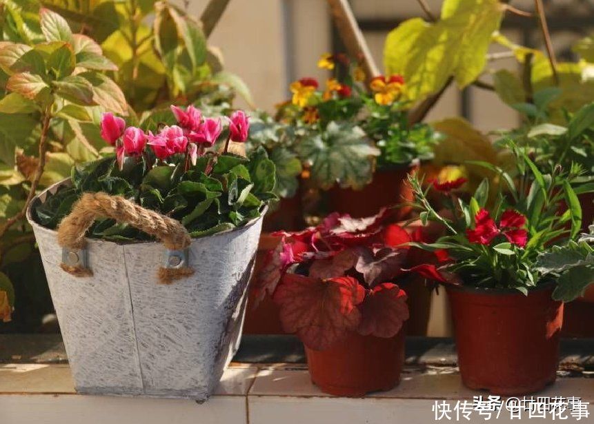 5种“过期药”别扔，磨成粉养花，代替生根粉营养液，杀菌防病害