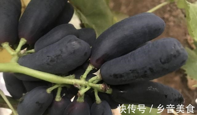 院子里种上果树,能观赏且寓意好,果肉还有奶香味,甜而不腻!