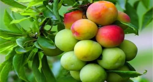 维生素c|夏季养生正当时，3种食物不可少，补充营养，身体棒棒哒！