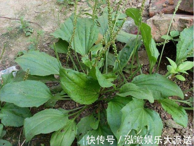 玫瑰花茶|十个女人九个炎,女人常喝“4种水”,悄悄帮你赶跑妇科炎症