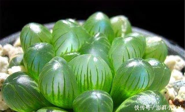 家庭|家庭养多肉姬玉露,牢记“3多3少”,叶子透明又饱满,晶莹剔透