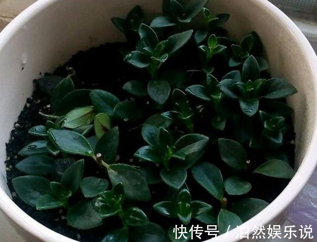 爆盆|养花技巧10种吊兰，好扦插，易爆盆，掐一根一插就是一大盆！