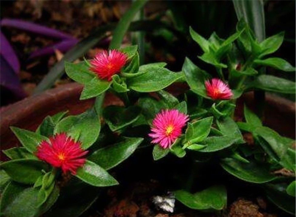 养花试试这几款,花朵又小又精致有利于健康和睡眠