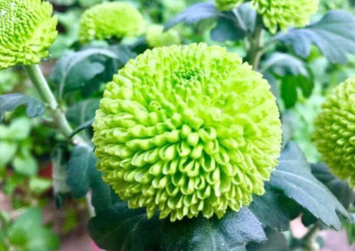 喜欢菊花，不如养盆“珍稀名菊”，花开高贵，柔美雅致！