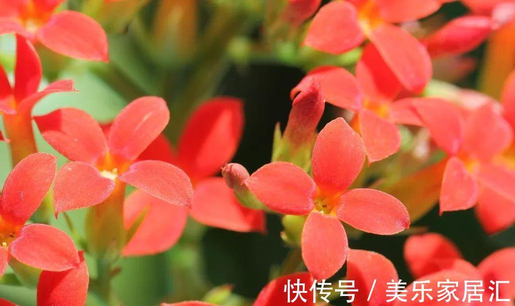 爆盆|长寿花这样剪,插花盆里30天后,阳台装不下