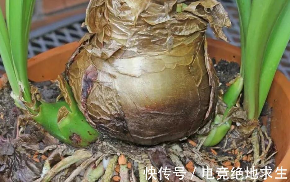 栽种|低温冷藏过的朱顶红,搁桌上都能自然开花,为什么就你养得不开?