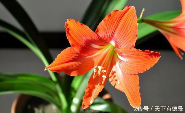 对红冬天养护很简单,掌握好方法,花朵鲜艳又多姿,很漂亮