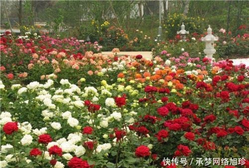 三亚发现一户人家院子,那叫一个惊艳!拍照给你们瞧瞧,真是羡慕