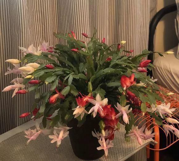 黄化病|总烂根黄叶,盆里撒一把它,不管多难养,很快能冒芽冒花!