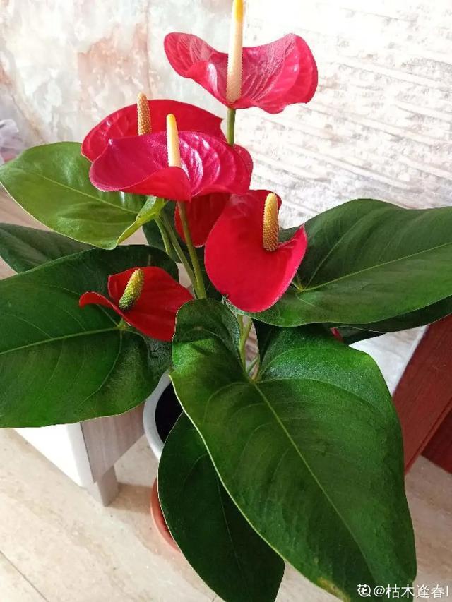 想要家里四季花开,这20种花,连续能开300天,完全不歇气