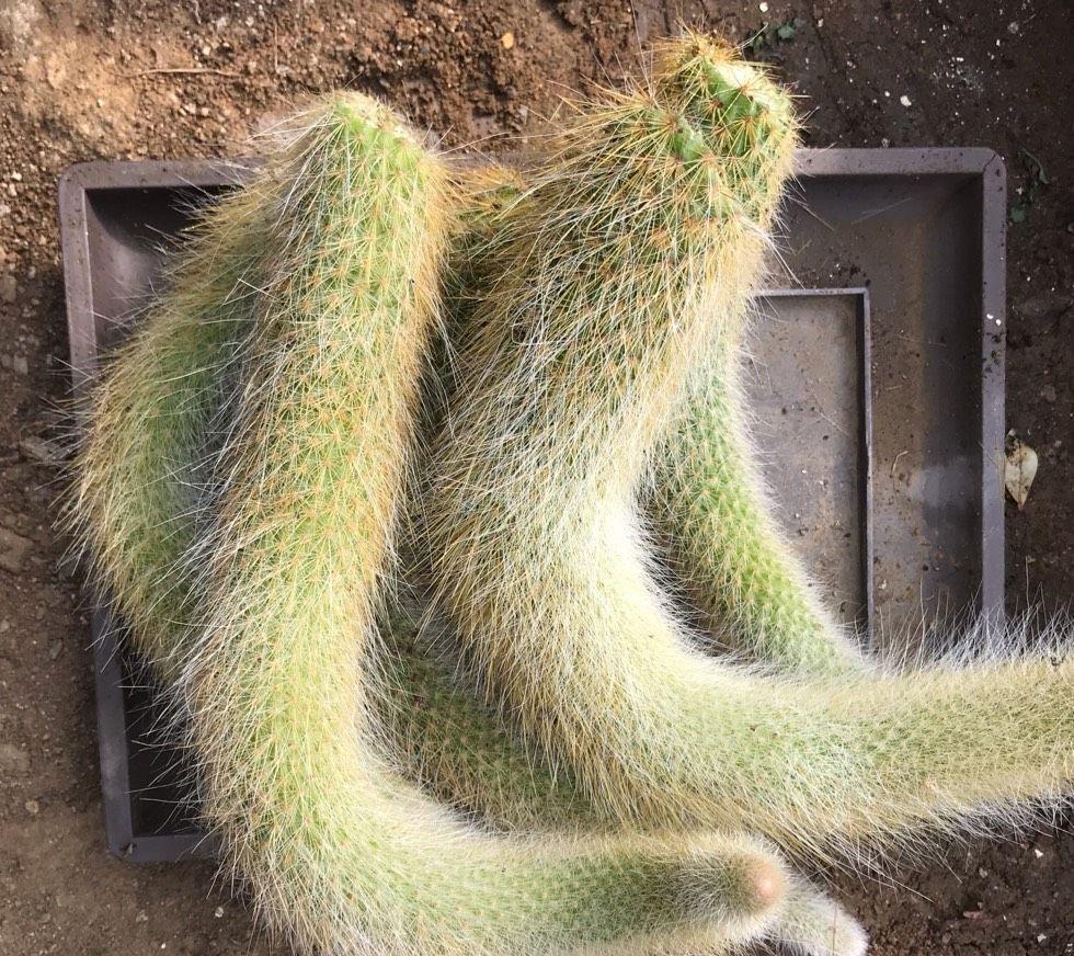 猴尾|想养仙人掌，就养一盆它，枝条形状奇特开花很美，观赏价值高