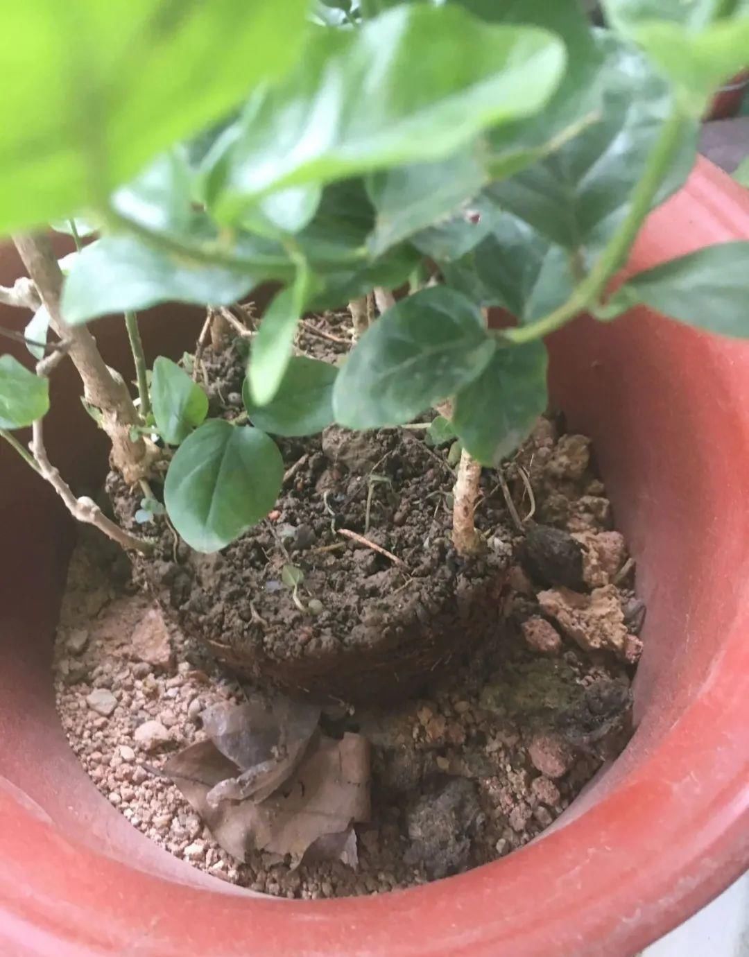 买的花总不活,秘密全在花盆里,搬起来看看才知道