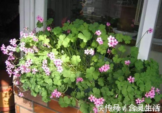 这六种花不怕热不怕冷，特别好养活，每年都开花挤爆盆了