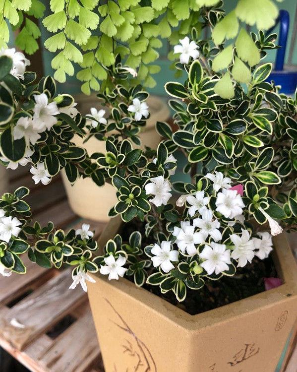 此小型木本植物 花叶俱美 栽培容易 是盆栽佳品 还可做盆景 快资讯 此小型木本植物 花叶俱美 栽培容易 是盆栽佳品 还可做盆景 快资讯