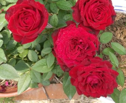 月季花施肥几个小技巧,花大色艳开花勤,简单有效还实用