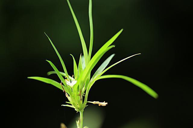 能把6种盆栽养死的站出来,以后请你们远离花草!