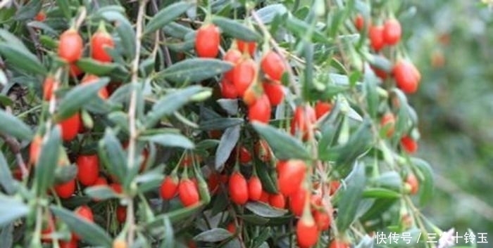 以下几种野菜,祛毒清血管,称为降血压“神器”,城里人都当宝