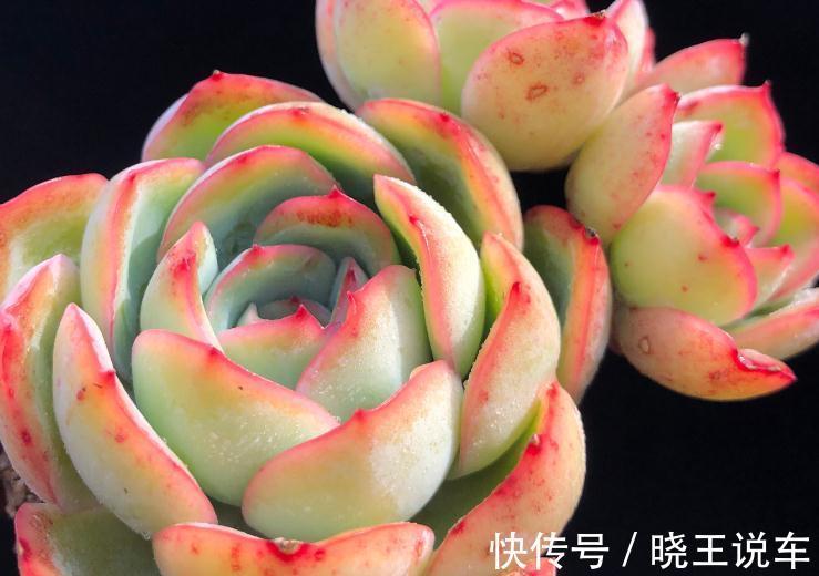 吉娃娃|好看好养,度夏无忧,能够养出自信的十款多肉植物推荐