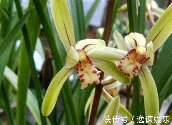 排水性|养殖小经验兰花长得好不好,不用羡慕别人啦,手把手教你养爆盆