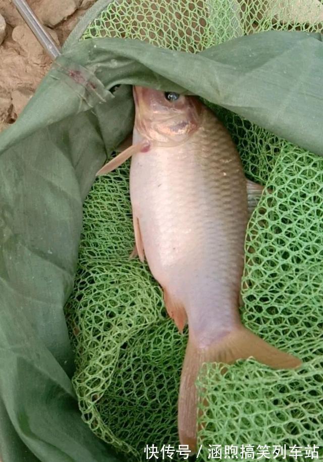 红鱼来袭?佛山石湾河内小红鱼成群,钓友:能吃吗?