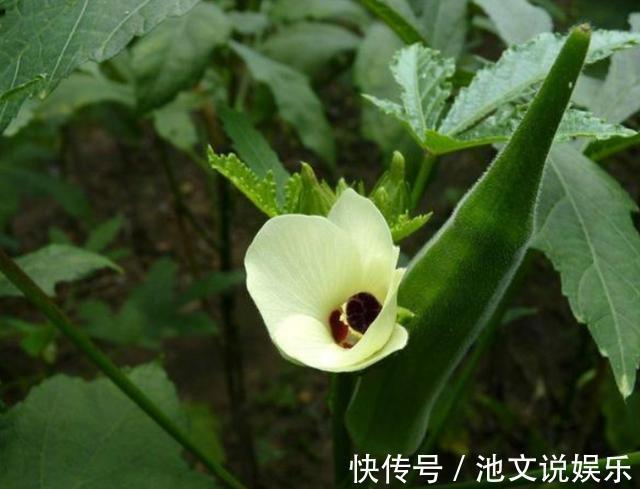 花朵|犯愁养花还是种菜别选了，种植8种蔬菜盆栽看着五颜六色