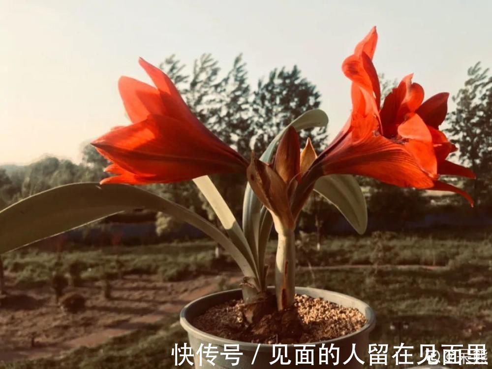 土朱|朱顶红埋土里,如何能年年开花,球变大、变多?